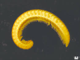 Attēlu rezultāti vaicājumam “Polyzonium germanicum”