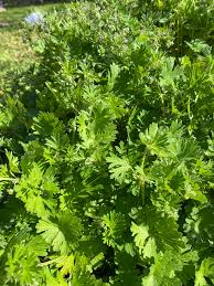 Attēlu rezultāti vaicājumam “Geranium pusillum leaf”