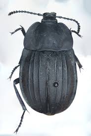 Attēlu rezultāti vaicājumam “Silpha sp.”