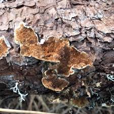 Attēlu rezultāti vaicājumam “Trichaptum abietinum”