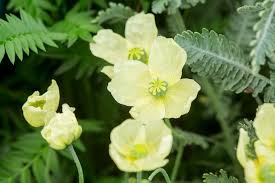 Image result for Papaver nudicaule