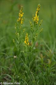 Image result for Genista tinctoria