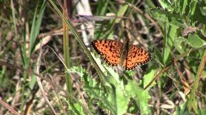Attēlu rezultāti vaicājumam “Clossiana selene upperside”
