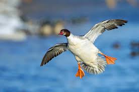 Attēlu rezultāti vaicājumam “Mergus merganser”