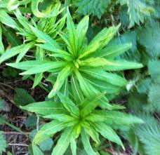 Attēlu rezultāti vaicājumam “Epilobium angustifolium leaf”