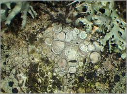 Attēlu rezultāti vaicājumam “Lecanora carpinea”