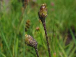 Attēlu rezultāti vaicājumam “Pinguicula vulgaris fruit”