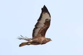 Attēlu rezultāti vaicājumam “Buteo buteo adult”