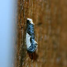 Attēlu rezultāti vaicājumam “Monopis monachella”