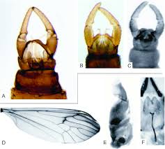 Attēlu rezultāti vaicājumam “Trichocera regelationis”