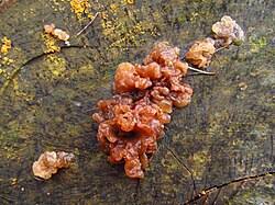 Attēlu rezultāti vaicājumam “Exidia cartilaginea”