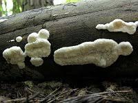 Attēlu rezultāti vaicājumam “Postia rennyi”