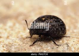 Attēlu rezultāti vaicājumam “Cytilus sericeus”