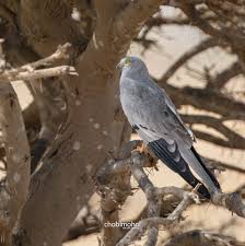 Attēlu rezultāti vaicājumam “Circus pygargus”