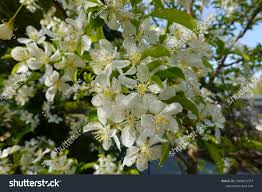 Attēlu rezultāti vaicājumam “Malus mandshurica”