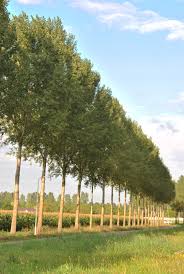 Attēlu rezultāti vaicājumam “Populus x canadensis male flower”
