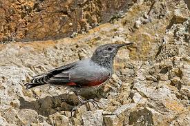 Image result for Tichodroma muraria