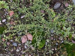 Attēlu rezultāti vaicājumam “Spergularia rubra”