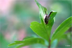 Attēlu rezultāti vaicājumam “Urocystis anemones”