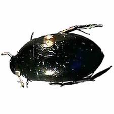 Attēlu rezultāti vaicājumam “Hydrophilidae”