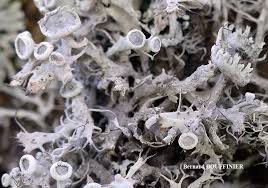 Attēlu rezultāti vaicājumam “Anaptychia ciliaris”