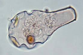 Attēlu rezultāti vaicājumam “Hyaloscypha hyalina”