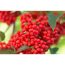 Attēlu rezultāti vaicājumam “Sambucus racemosa fruit”