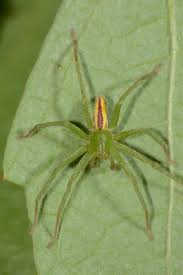 Attēlu rezultāti vaicājumam “Micrommata virescens”