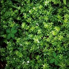 Attēlu rezultāti vaicājumam “Galium odoratum leaf”