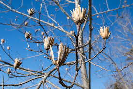 Attēlu rezultāti vaicājumam “Liriodendron tulipifera bud”