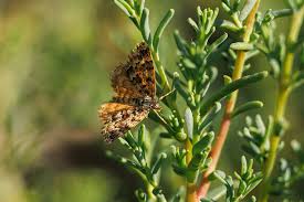 Attēlu rezultāti vaicājumam “Ematurga atomaria”