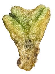 Attēlu rezultāti vaicājumam “Riccia bifurca”