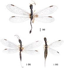 Attēlu rezultāti vaicājumam “Raphidioptera imago”