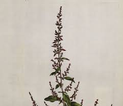 Attēlu rezultāti vaicājumam “Chenopodium polyspermum”