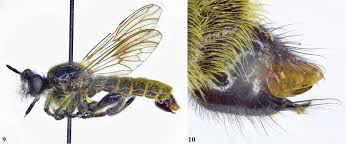 Attēlu rezultāti vaicājumam “Choerades sp.”