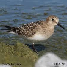 Image result for Calidris bairdii
