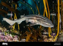 Image result for Poroderma africanum