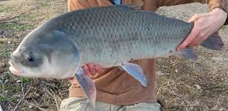 Image result for Ictiobus cyprinellus