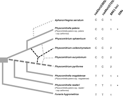 Attēlu rezultāti vaicājumam “Physcomitrium pyriforme sporophyte”