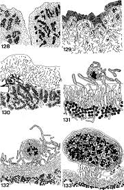 Attēlu rezultāti vaicājumam “Cetrelia sp.”