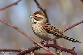 Attēlu rezultāti vaicājumam “Emberiza schoeniclus”