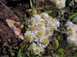 Attēlu rezultāti vaicājumam “Anaphalis margaritacea flower”