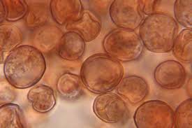 Attēlu rezultāti vaicājumam “Arcyria incarnata macro”