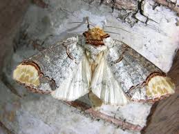 Attēlu rezultāti vaicājumam “Phalera bucephala”