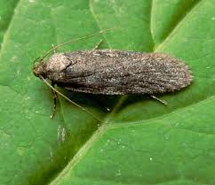 Attēlu rezultāti vaicājumam “Depressaria olerella”