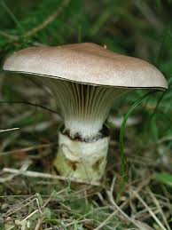 Attēlu rezultāti vaicājumam “Gomphidius glutinosus”