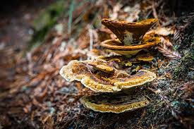 Attēlu rezultāti vaicājumam “Phaeolus schweinitzii”