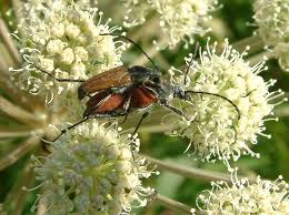 Attēlu rezultāti vaicājumam “Anastrangalia sanguinolenta female”