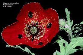 Attēlu rezultāti vaicājumam “Papaveraceae”