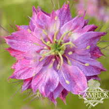 Image result for Nigella damascena